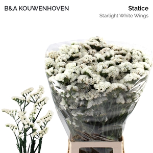 Limonium sinuatum 'White Starligh'