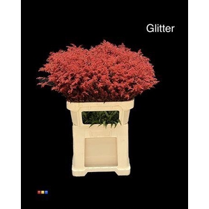 Solidago Red + Glitter 80cm Bio