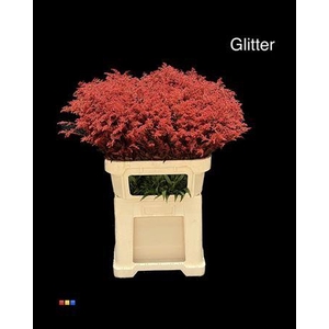 Solidago Red + Glitter 80cm Bio