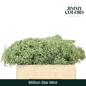 Gyps Million Star l50 Mint