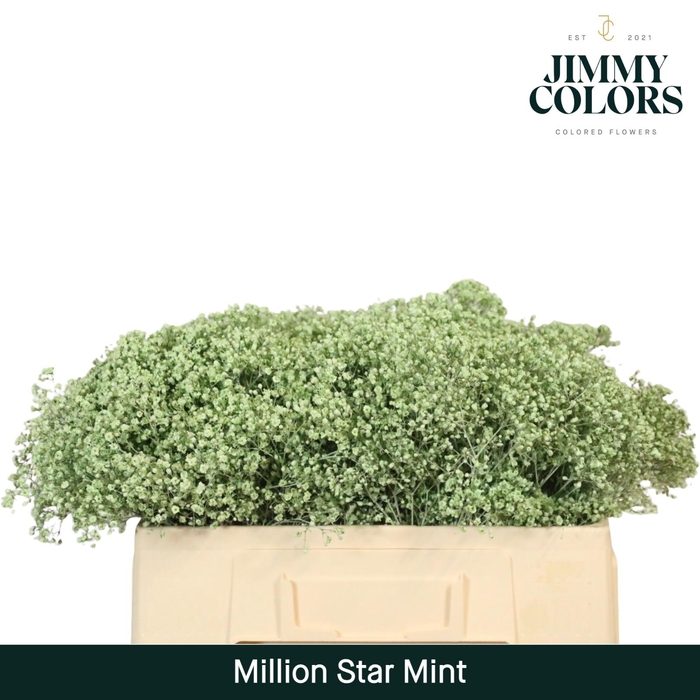 <h4>Gyps Million Star l50 Mint</h4>