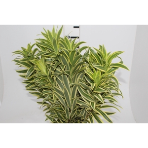 FOLHAGEM DRACENA PLEOMELE VARIEGATA