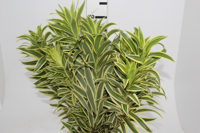 <h4>FOLHAGEM DRACENA PLEOMELE VARIEGATA</h4>