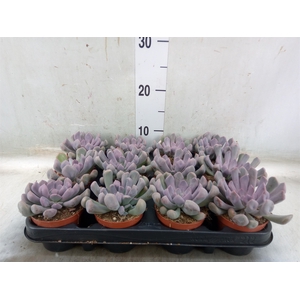Echeveria   ...