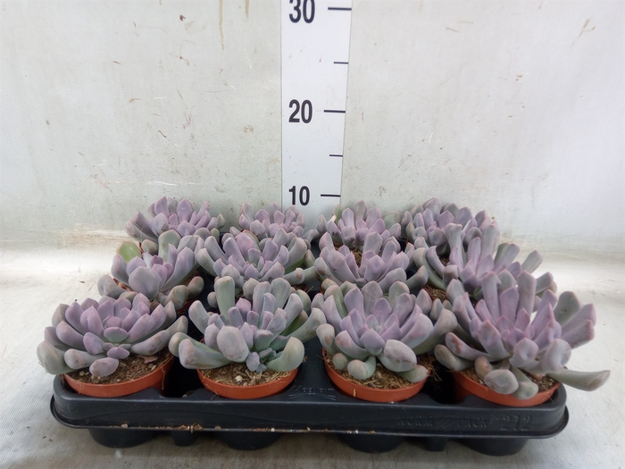 <h4>Echeveria   ...</h4>