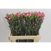 Dianthus Sp Yongo Cerise