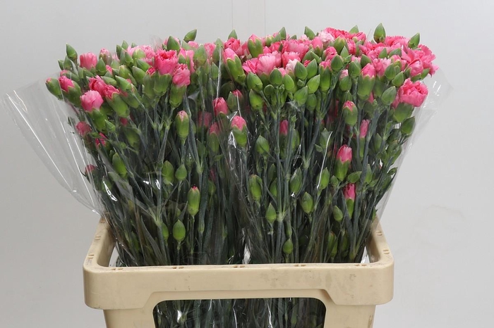 <h4>Dianthus Sp Yongo Cerise</h4>