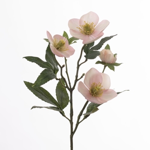 AF Helleborus L47cm Pink