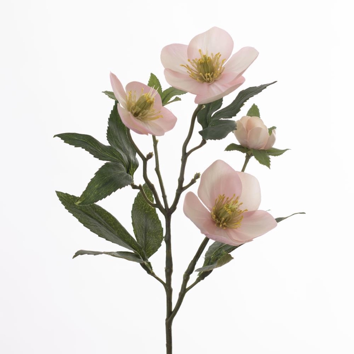 <h4>AF Helleborus L47cm Pink</h4>