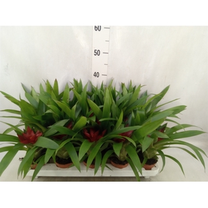 Guzmania  'Blitz'