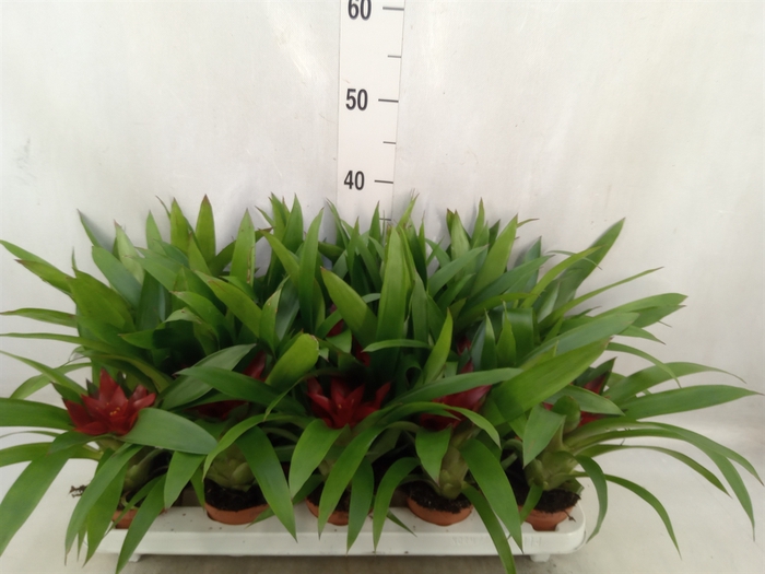 <h4>Guzmania  'Blitz'</h4>