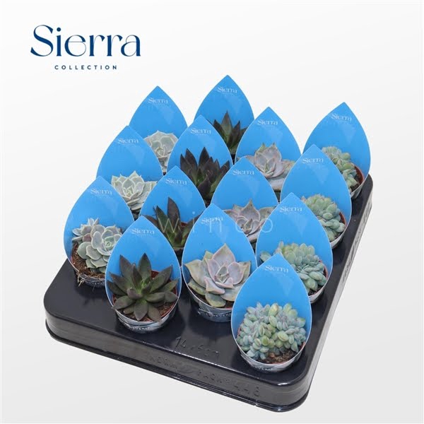 <h4>Echeveria Mix (4spc.) (sierra)</h4>