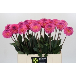 Dahlia DE 'Esli'