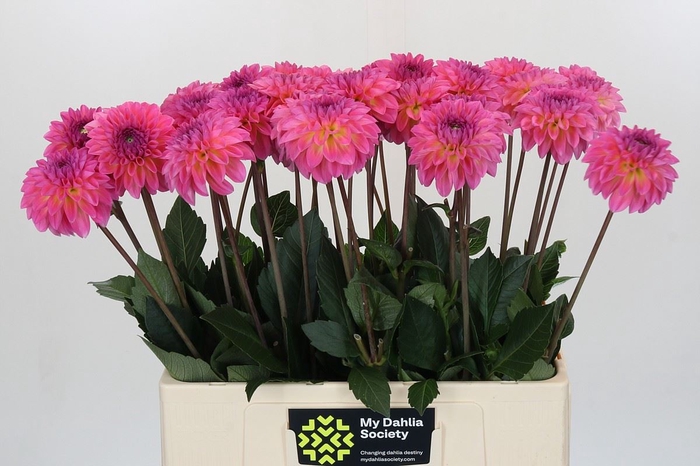 <h4>Dahlia DE 'Esli'</h4>