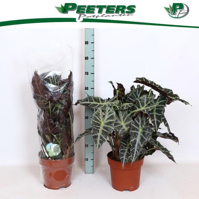 <h4>ALOC X AMAZONICA</h4>