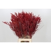 Bromelia Red Paloma