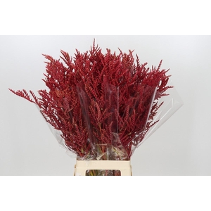 Bromelia Red Paloma