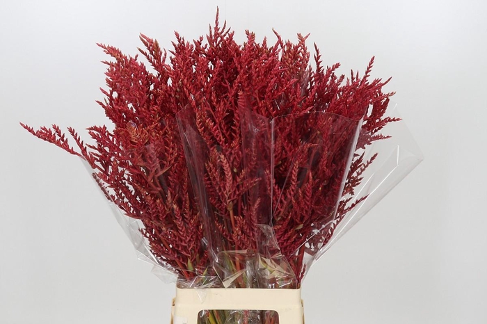 Bromelia Red Paloma