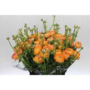 Ranunculus Clooney Salmon Super