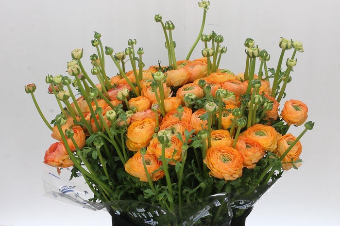 <h4>Ranunculus Clooney Salmon Super</h4>
