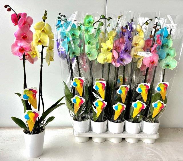 <h4>.Phalaenopsis happy summer feelings</h4>