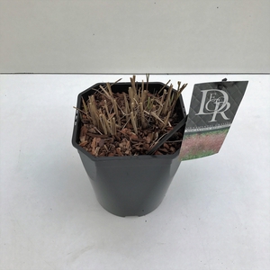 Graminées Miscanthus 'Red Chief'