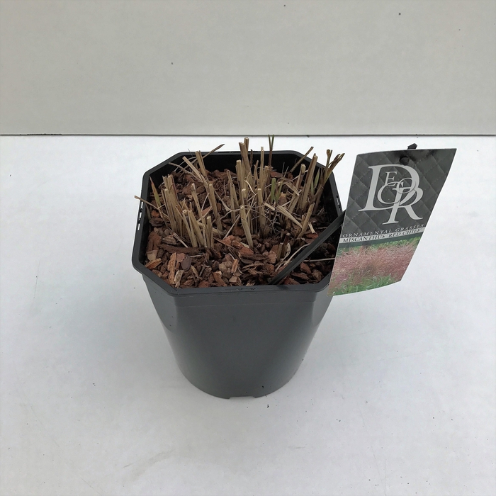 <h4>Graminées Miscanthus 'Red Chief'</h4>