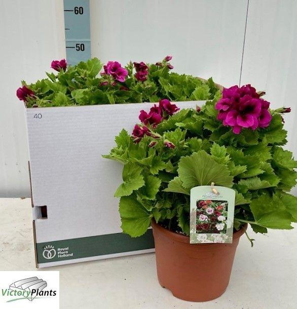 <h4>PEL GR EL BURGUNDY</h4>