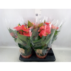 Anthurium andr. 'Esudo'