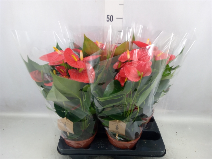 <h4>Anthurium andr. 'Esudo'</h4>