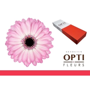 Germini Lollipop Doos