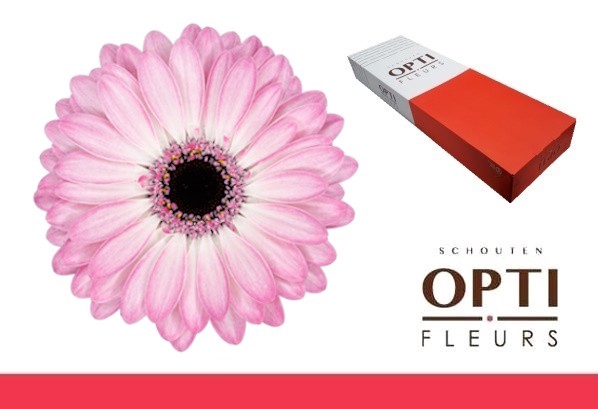 <h4>GE MI LOLLIPOP-Doos</h4>