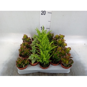 Crassula ...mix