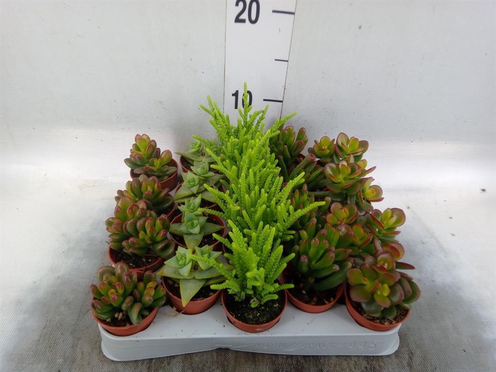 <h4>Crassula   ...mix</h4>