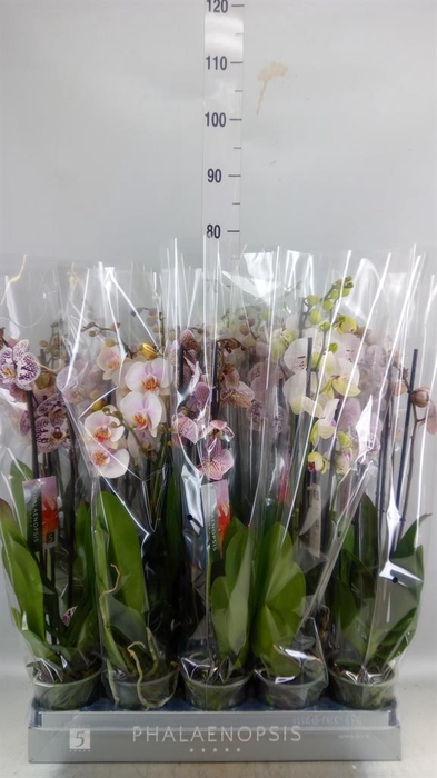 <h4>Phalaenopsis   ...white</h4>
