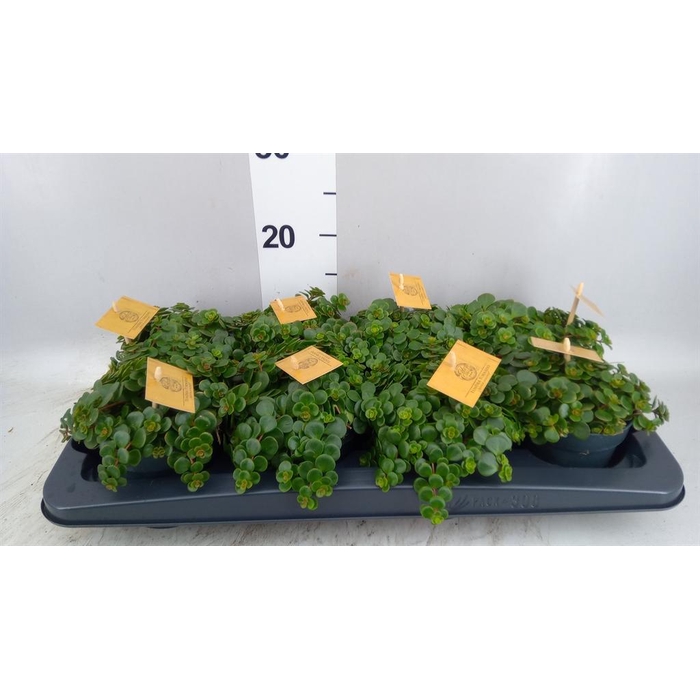<h4>Sedum makinoi 'Tornado'</h4>