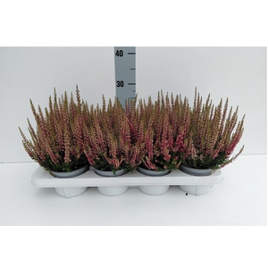 Calluna vulg. 'Beauty L Steffi'