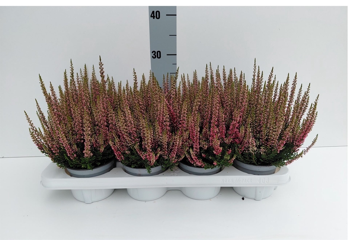 <h4>Calluna vulg. 'Beauty L Steffi'</h4>