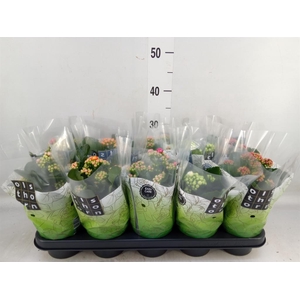 Kalanchoe blos.   ..rosebud mix  5