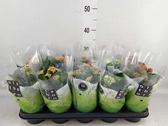 <h4>Kalanchoe blos. ..rosebud mix 5</h4>