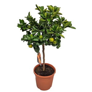 Citrus Calamondin Stem