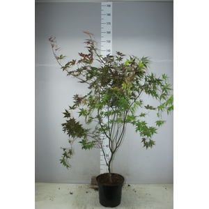 Acer Pa Bloodgood