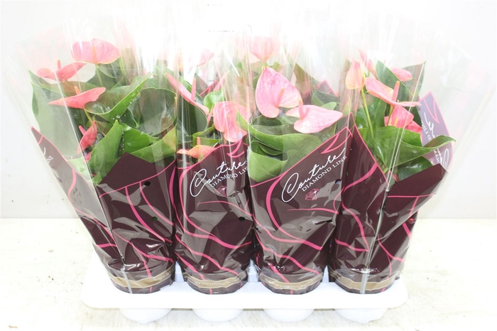 <h4>Anth An Roze</h4>