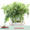 Amaranthus caudatus 'Viridis'