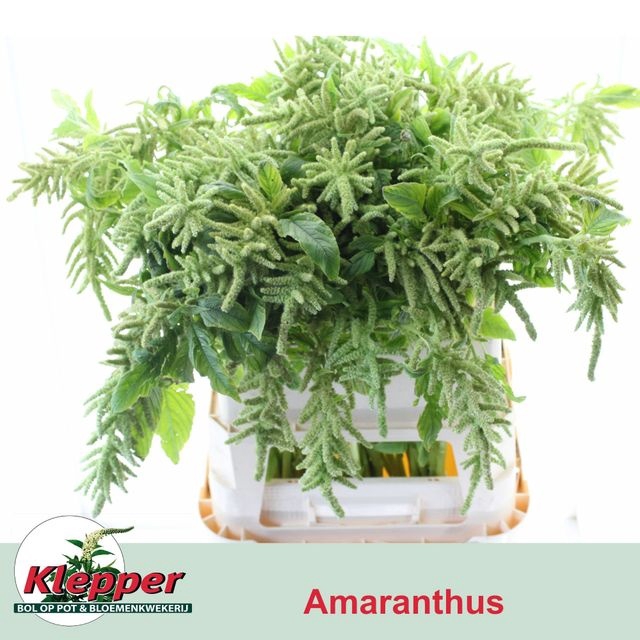 Amaranthus caudatus 'Viridis'