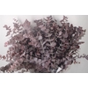 Euca Cinerea V Abs Red Per Bunch