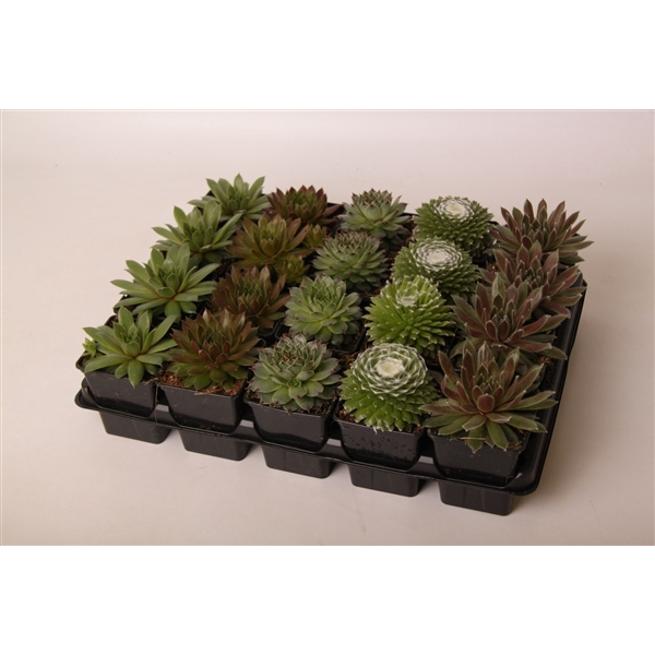 <h4>Sempervivum mix 7 cm</h4>