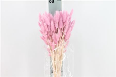 Dried Lagurus Bleached Flieder Bs