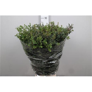 Euca Parvifolia Extra