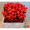 Malus Red Sentinel Xxl